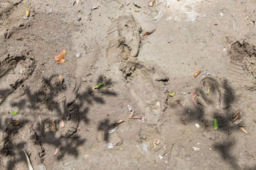 ground