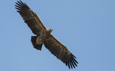 Fototapeta na wymiar Lesser Spotted Eagle