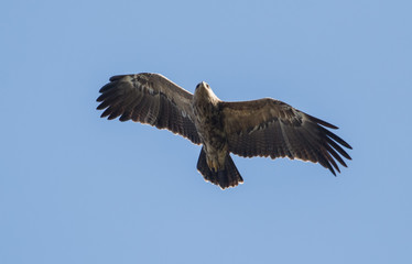 Lesser Spotted Eagle