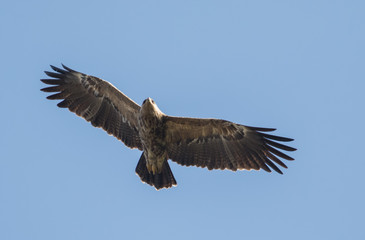 Lesser Spotted Eagle