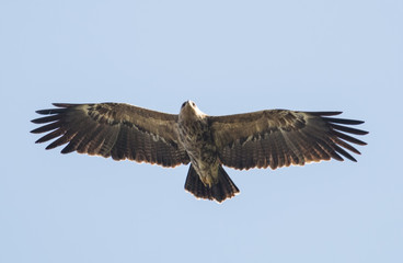 Lesser Spotted Eagle