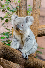 koala, phascolarctos cinereus, sitting on a tree