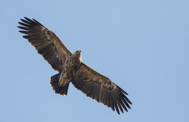 Lesser Spotted Eagle