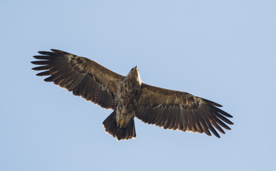 Lesser Spotted Eagle