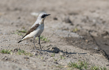 Northern wheatear