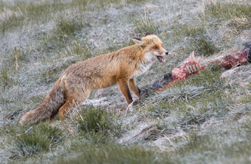 Red fox