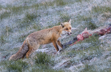 Red fox
