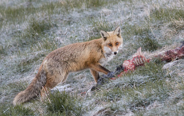 Red fox