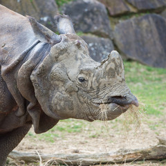 Obraz premium Indian rhinoceros, Rhinoceros unicornis, head