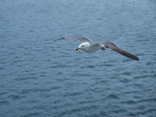 Fototapeta na wymiar 海の上を飛翔するウミネコ