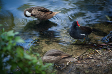 Black bird with a red beak walks in the park