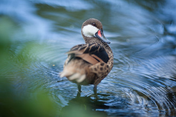 Duck swims on the water