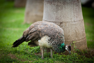 peacock walking on the grass