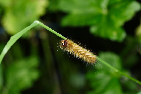 Caterpillar of the Australian Painted Lady Butterfly