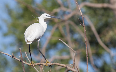 Little egret