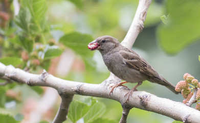 House sparrow