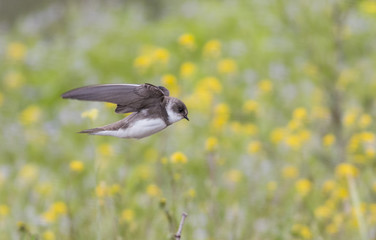 Sand martin © georgigerdzhikov