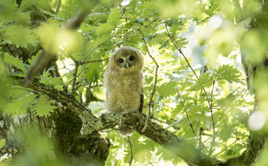 Baby Tawny Owl