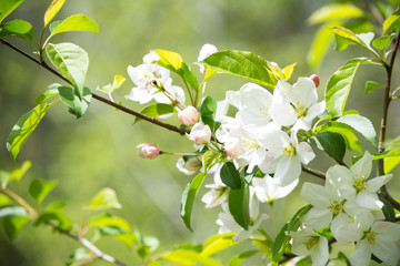 white crab apple flowers