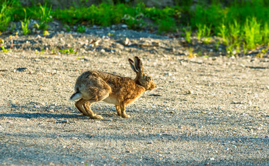 Obraz premium European hare (Lepus europaeus), aka brown hare, here on a gravel country road in morning light.