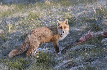 Red fox