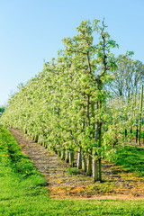 Fototapeta na wymiar Row of pear trees at an orchard.