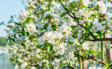Closeup of lovely white apple tree flowers.