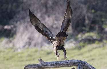 Golden eagle