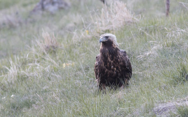 Golden eagle