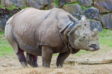  Indian rhinoceros, Rhinoceros unicornis, profile