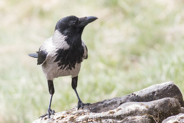 Carrion Crow