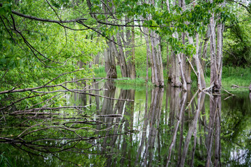 small pond trees