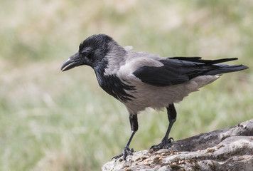 Carrion Crow
