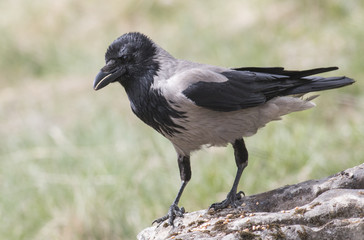 Carrion Crow