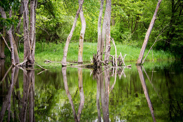 small pond trees