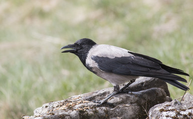 Carrion Crow