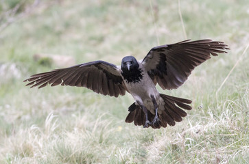 Carrion Crow