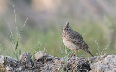 Crested Lark