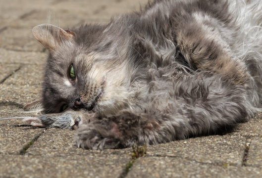Grey lonhaired cat playing with a mouse