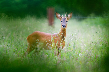 Young Roe deer buck in forest, seen from a hide