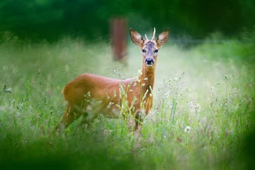 Photo sur Plexiglas Cerf Jeune chevreuil buck en forêt, vu d& 39 une peau
