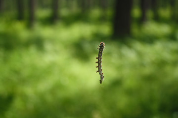 Caterpillar hangs on a cobweb backgrounds