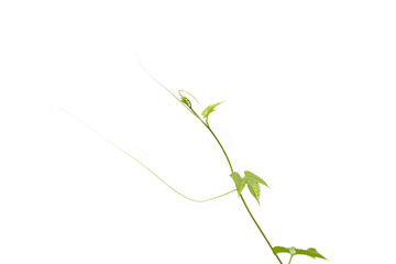 Ivy gourd leaf isolated on white background with copy space. growth concept.