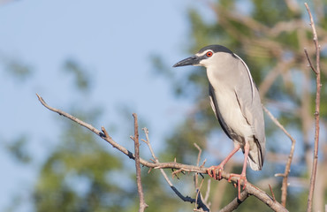 Black-crowned night heron