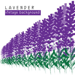 lavender vintage background vector
