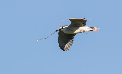 Black-crowned night heron