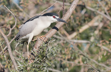 Black-crowned night heron