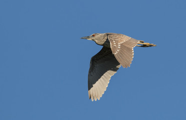 Black-crowned night heron