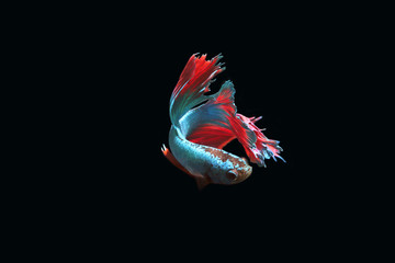 Naklejka premium Blue fighting fish on a black background.