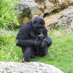 Gorilla sitting, funny attitude